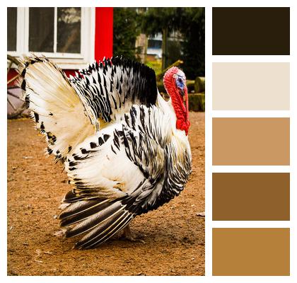 Nature Farm Animal Turkey Image